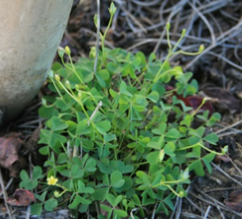 Bunched growth habitpng